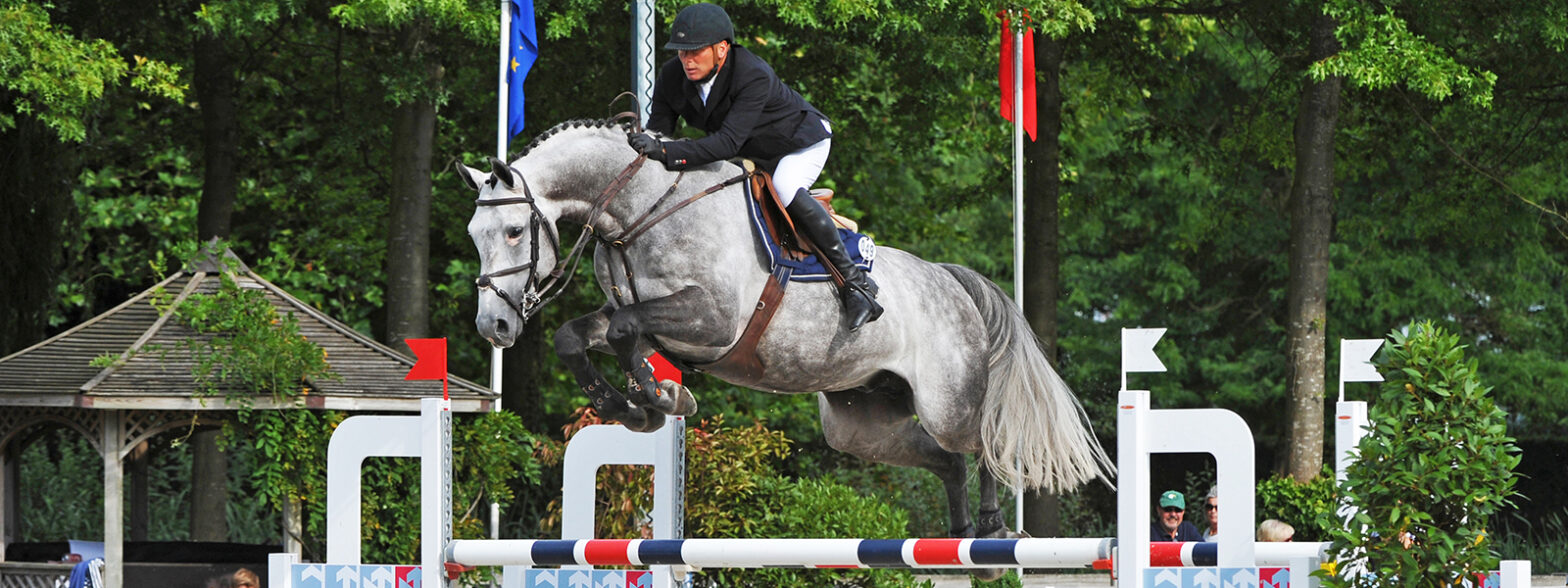 Jaguar van Paemel, showjumper stallion